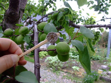 f:id:kanjuku107:20080608071330j:image f:id:kanjuku107:20080608071330j:image