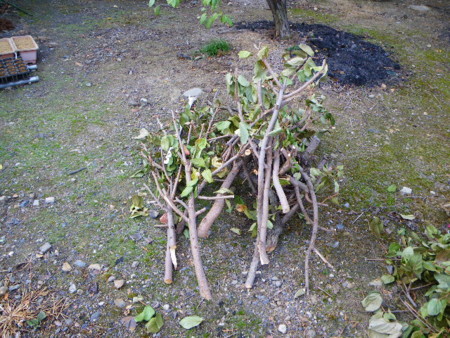 f:id:kanjuku107:20081027092425j:image