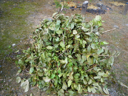 f:id:kanjuku107:20081027092429j:image