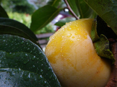 f:id:kanjuku107:20101021110120j:image