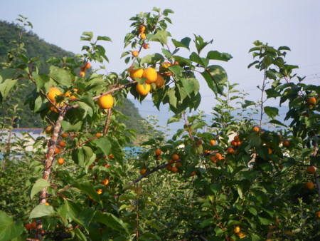 f:id:kanjuku107:20120714190813j:image