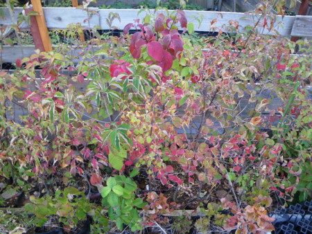 f:id:kanjuku107:20121026231912j:image