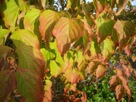 f:id:kanjuku107:20121026232028j:image