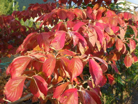 f:id:kanjuku107:20121026232053j:image