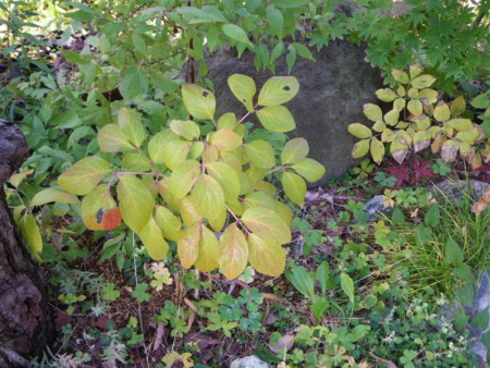 f:id:kanjuku107:20121026232126j:image