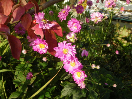 f:id:kanjuku107:20121026232158j:image