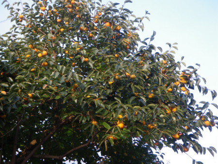 f:id:kanjuku107:20121026232745j:image