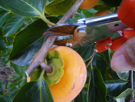 f:id:kanjuku107:20121026232857j:image