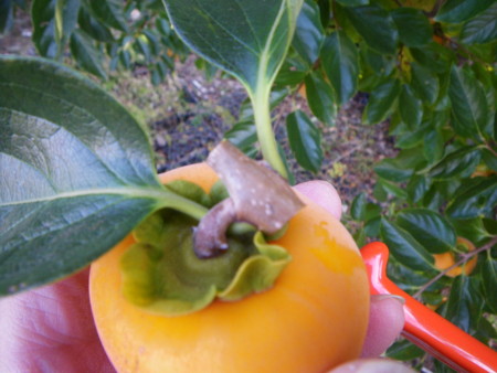 f:id:kanjuku107:20121026233110j:image