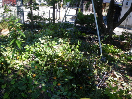 f:id:kanjuku107:20121026233221j:image