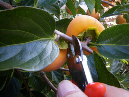 f:id:kanjuku107:20121026233646j:image