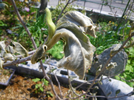 f:id:kanjuku107:20130516195612j:image f:id:kanjuku107:20130516195612j:image