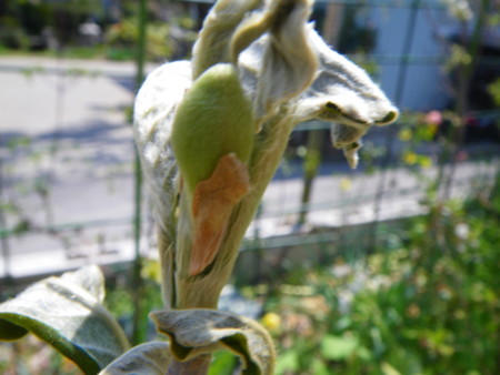 f:id:kanjuku107:20130516200314j:image f:id:kanjuku107:20130516200314j:image