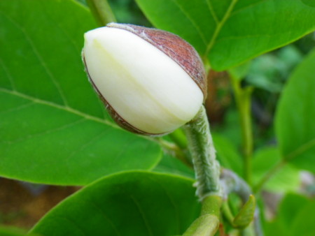 f:id:kanjuku107:20130516200651j:image f:id:kanjuku107:20130516200651j:image