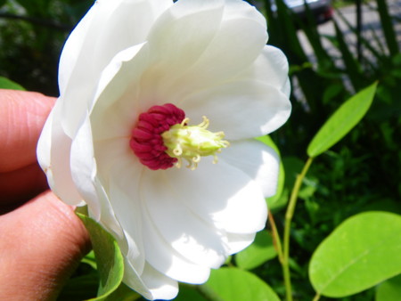f:id:kanjuku107:20130516200832j:image f:id:kanjuku107:20130516200832j:image