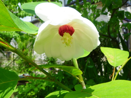 f:id:kanjuku107:20130516200859j:image f:id:kanjuku107:20130516200859j:image