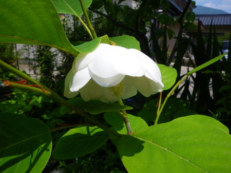 f:id:kanjuku107:20130516201045j:image f:id:kanjuku107:20130516201045j:image