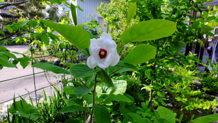 f:id:kanjuku107:20130516201207j:image f:id:kanjuku107:20130516201207j:image