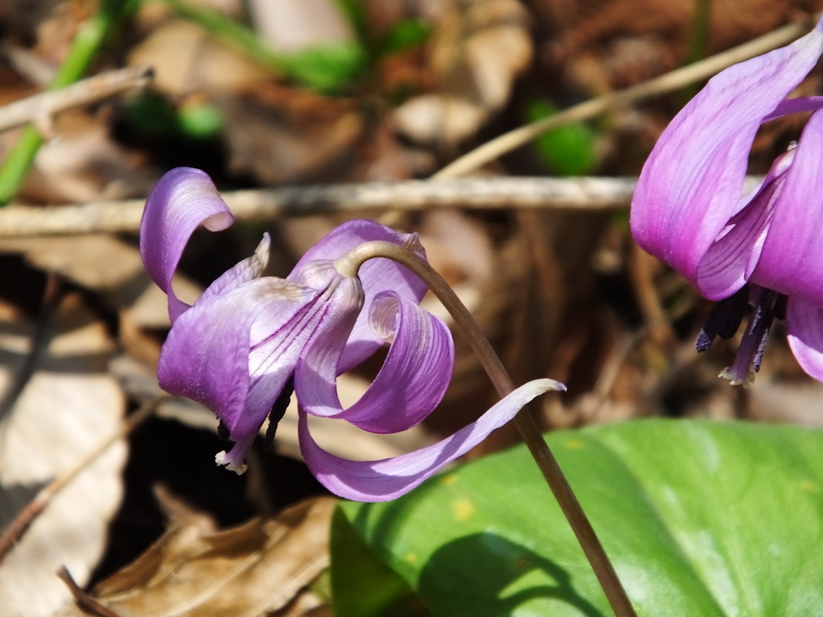 f:id:kanjuku107:20190408200534j:plain f:id:kanjuku107:20190408200534j:plain