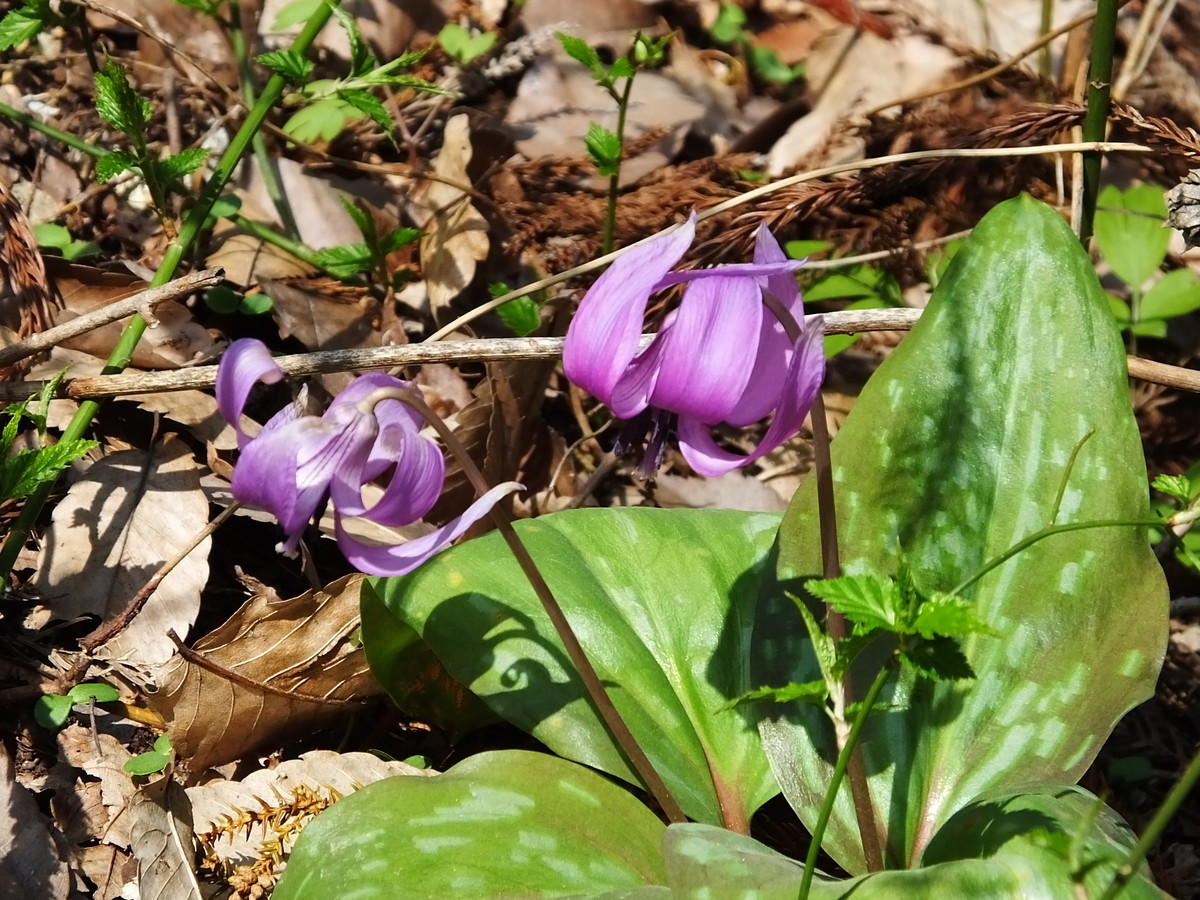 f:id:kanjuku107:20190408200634j:plain f:id:kanjuku107:20190408200634j:plain