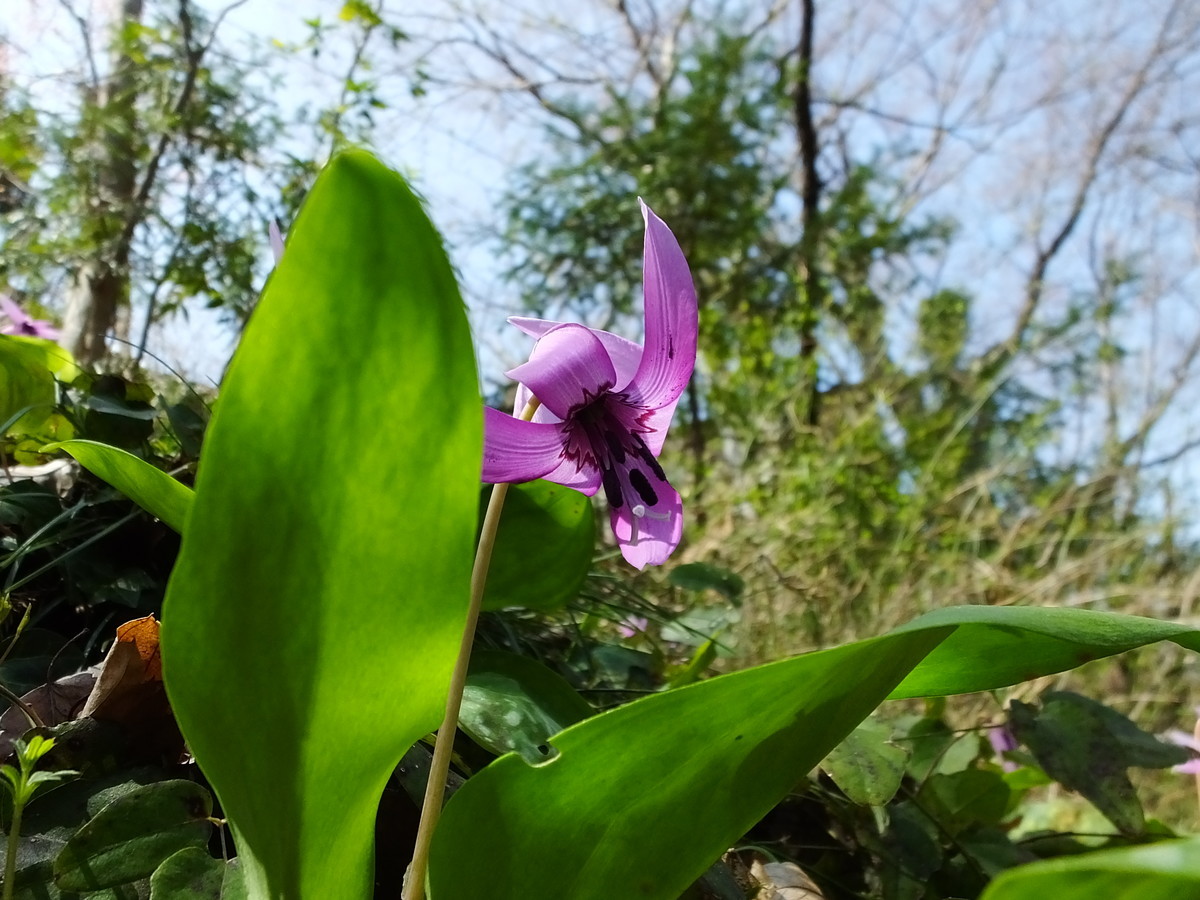 f:id:kanjuku107:20190408200915j:plain f:id:kanjuku107:20190408200915j:plain