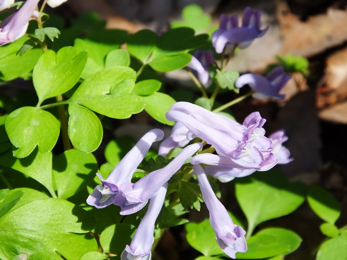 f:id:kanjuku107:20190408201409j:plain f:id:kanjuku107:20190408201409j:plain