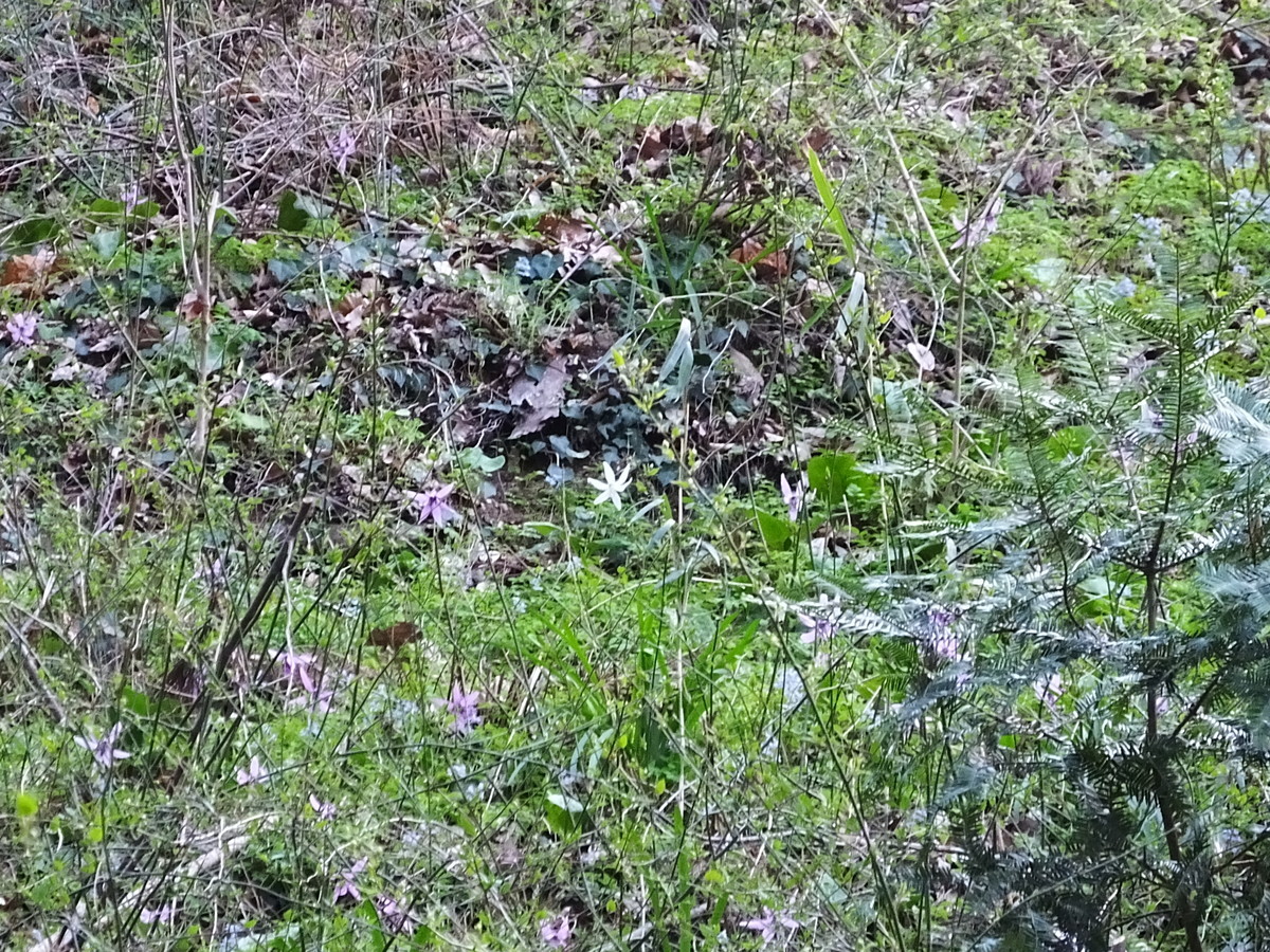 f:id:kanjuku107:20190408201936j:plain f:id:kanjuku107:20190408201936j:plain