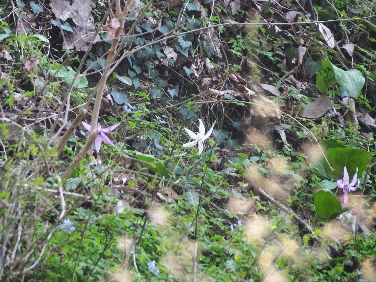 f:id:kanjuku107:20190408202215j:plain f:id:kanjuku107:20190408202215j:plain