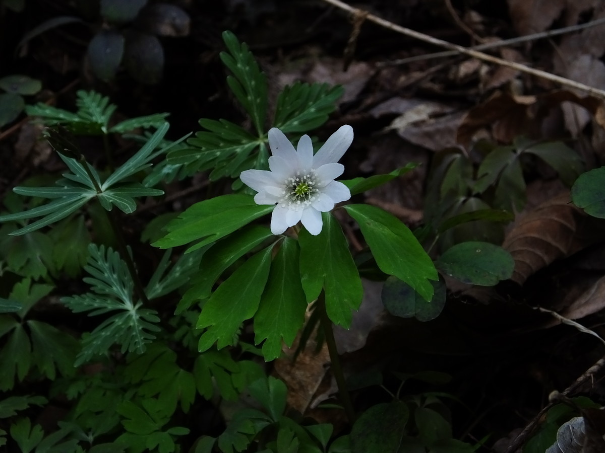 f:id:kanjuku107:20190408204607j:plain f:id:kanjuku107:20190408204607j:plain