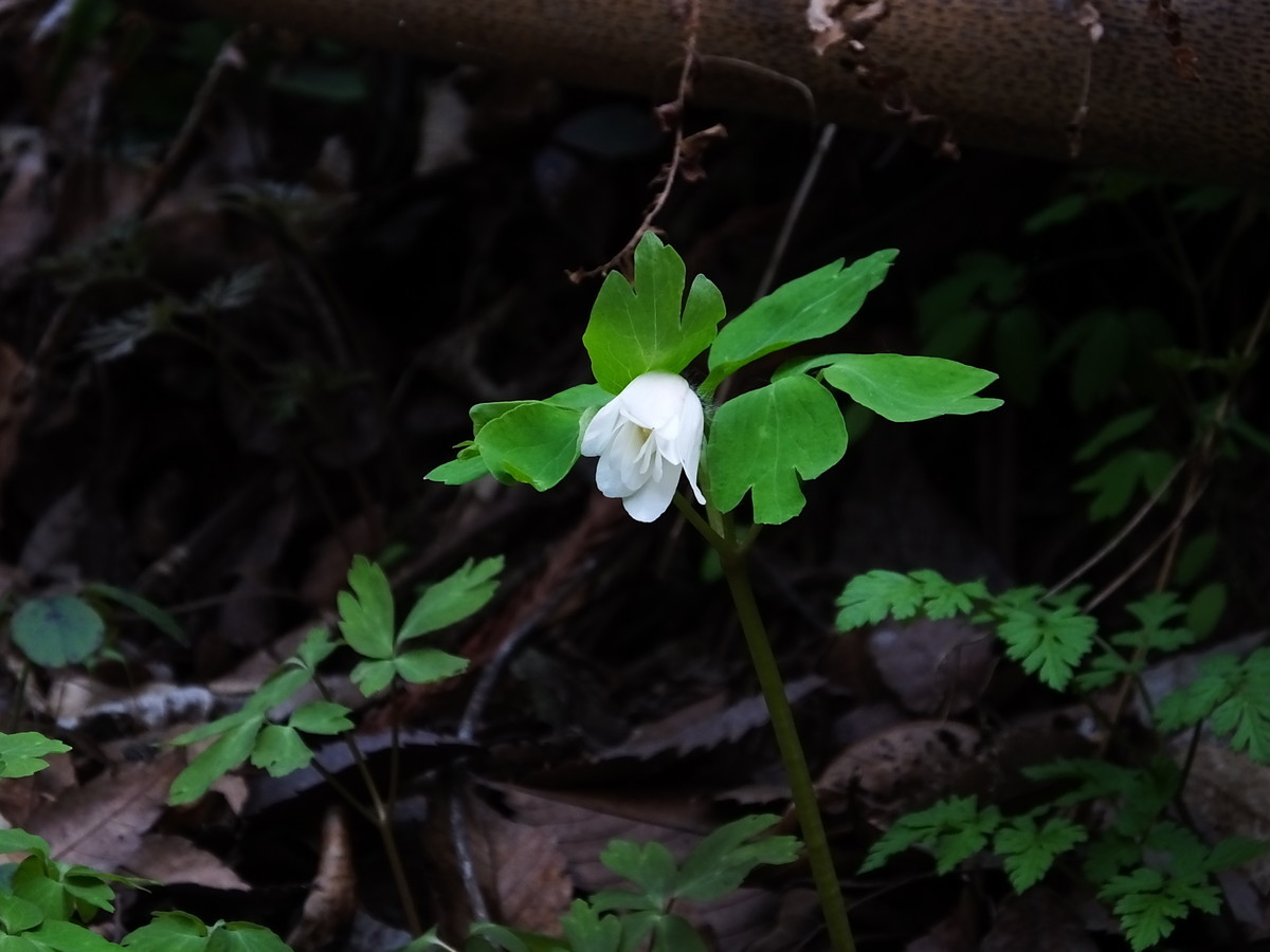 f:id:kanjuku107:20190408204708j:plain f:id:kanjuku107:20190408204708j:plain