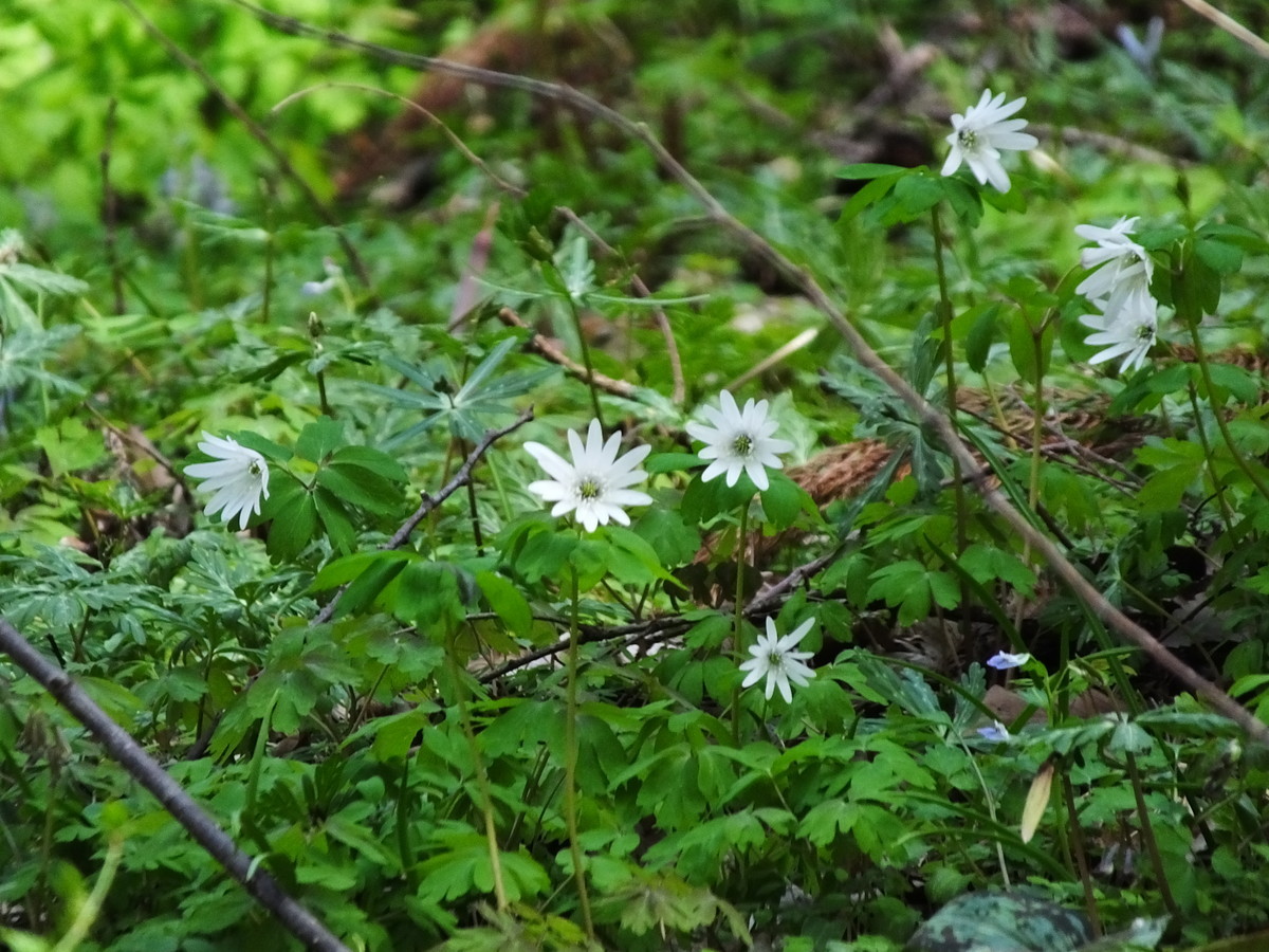 f:id:kanjuku107:20190408205028j:plain f:id:kanjuku107:20190408205028j:plain