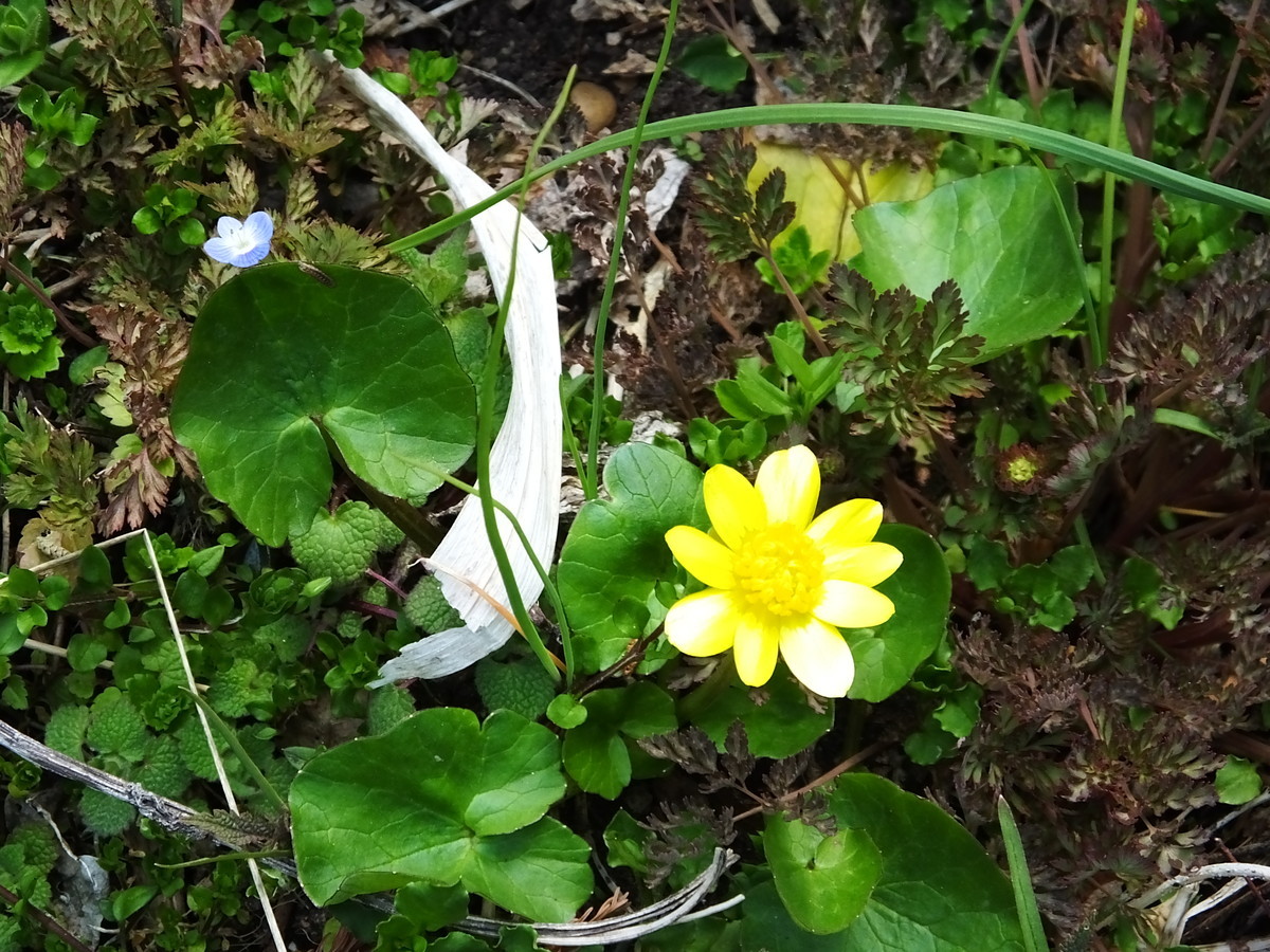 f:id:kanjuku107:20190408205116j:plain f:id:kanjuku107:20190408205116j:plain