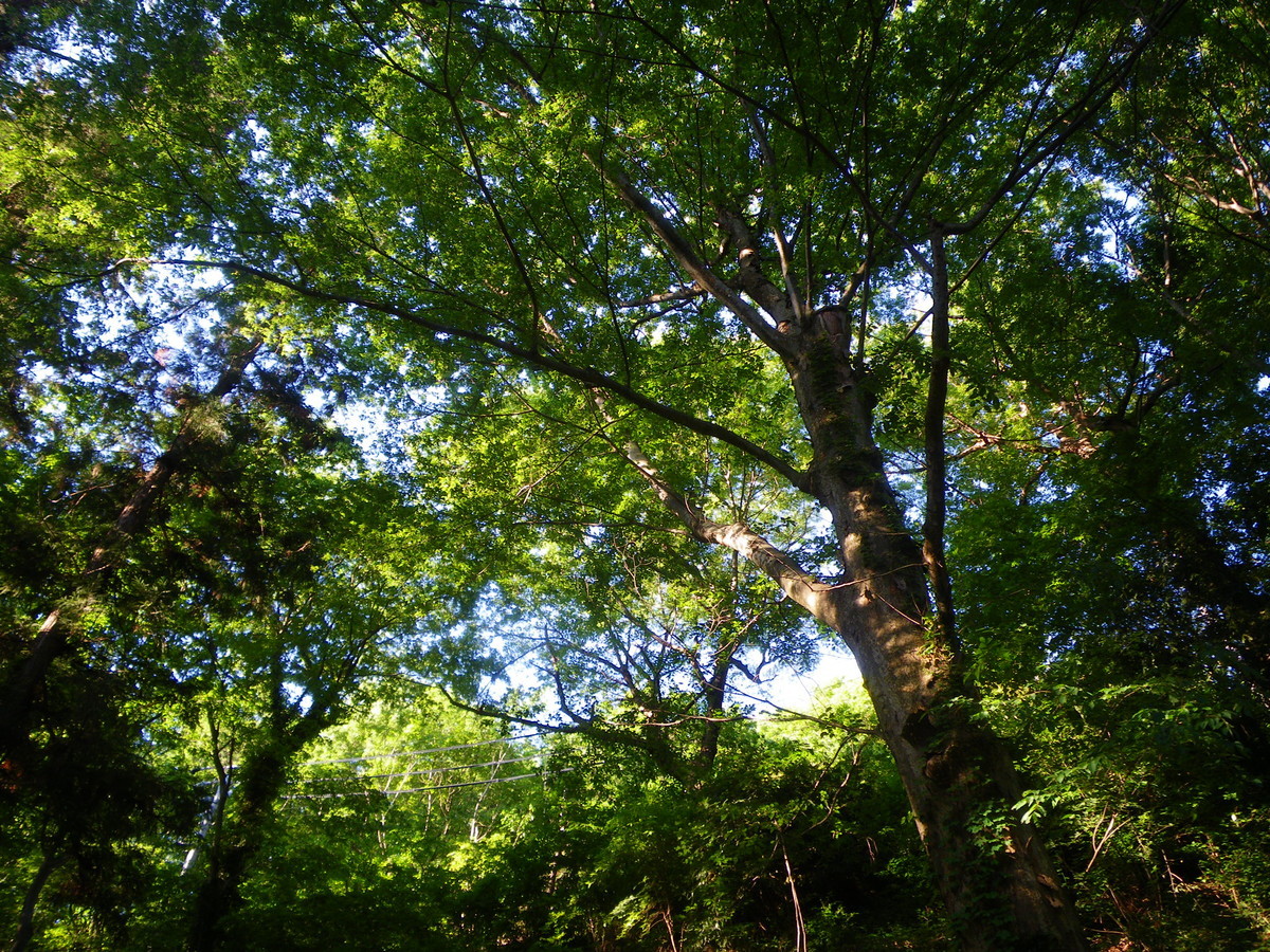 f:id:kanjuku107:20190528212130j:plain f:id:kanjuku107:20190528212130j:plain
