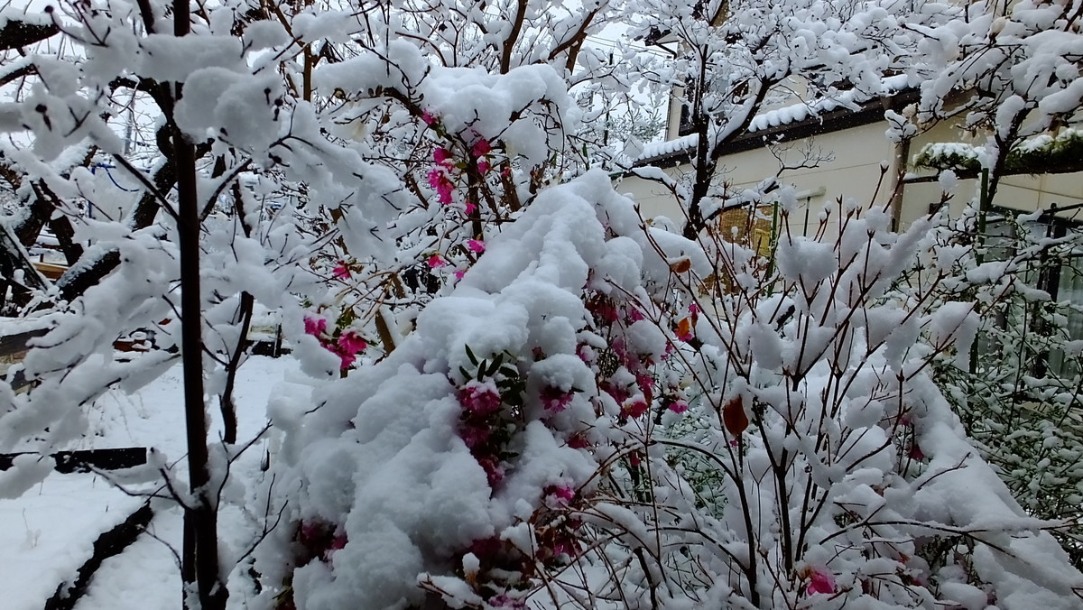f:id:kanjuku107:20200329095111j:plain
