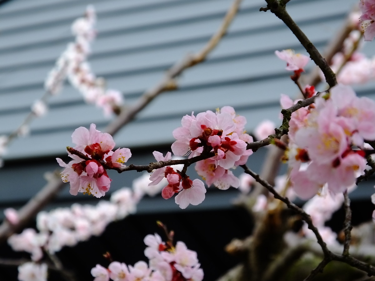 f:id:kanjuku107:20200329103210j:plain