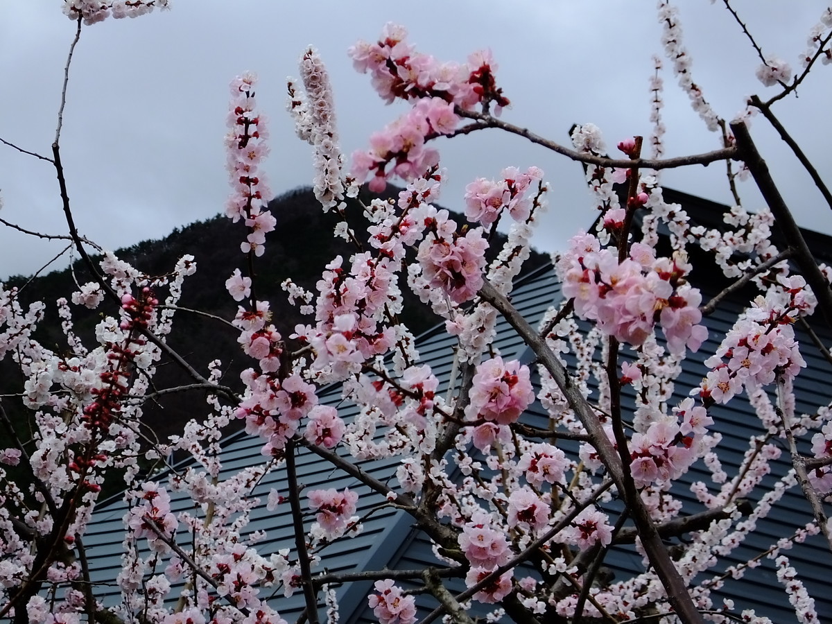 f:id:kanjuku107:20200329103246j:plain