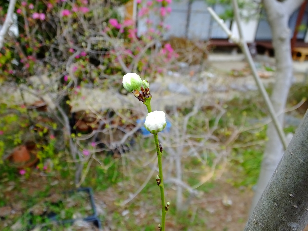 f:id:kanjuku107:20200329103452j:plain