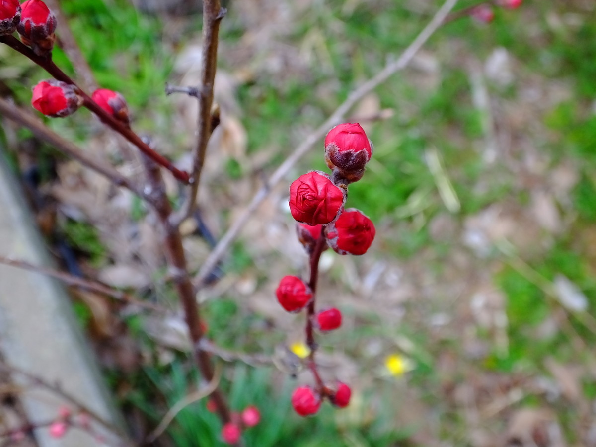 f:id:kanjuku107:20200329103514j:plain