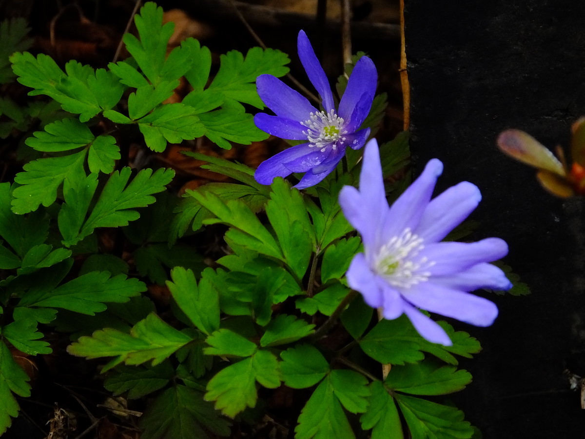 f:id:kanjuku107:20200329103614j:plain