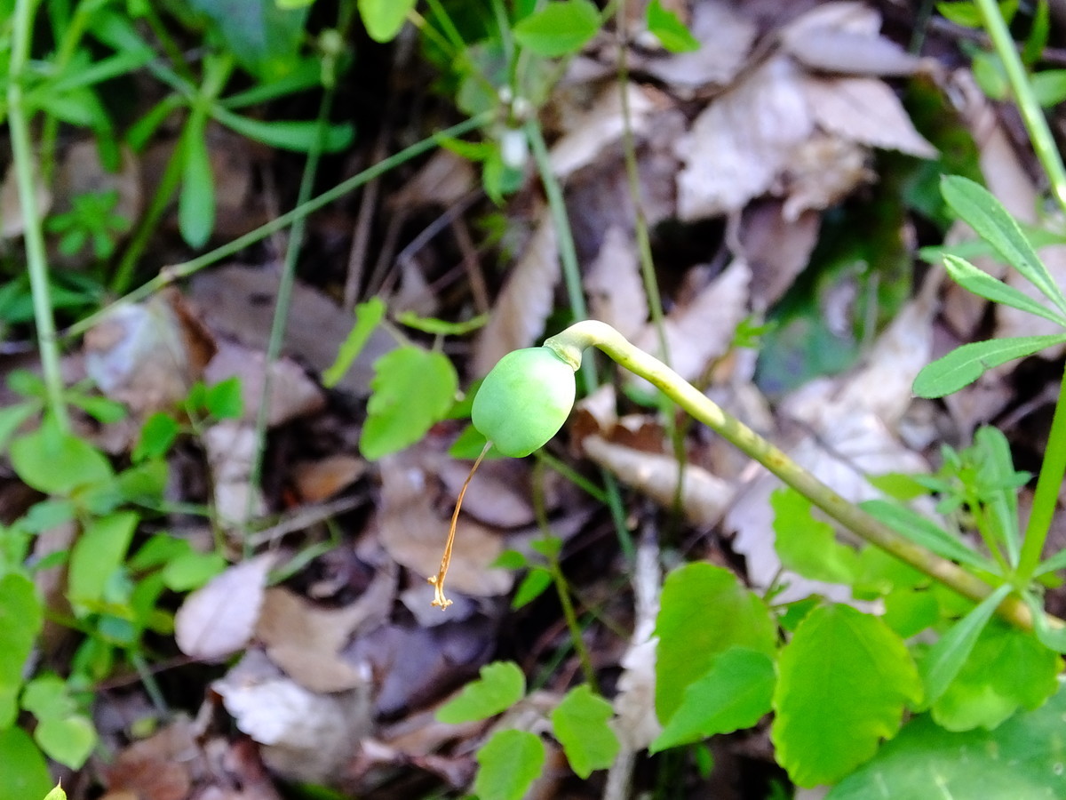 f:id:kanjuku107:20200425182219j:plain f:id:kanjuku107:20200425182219j:plain