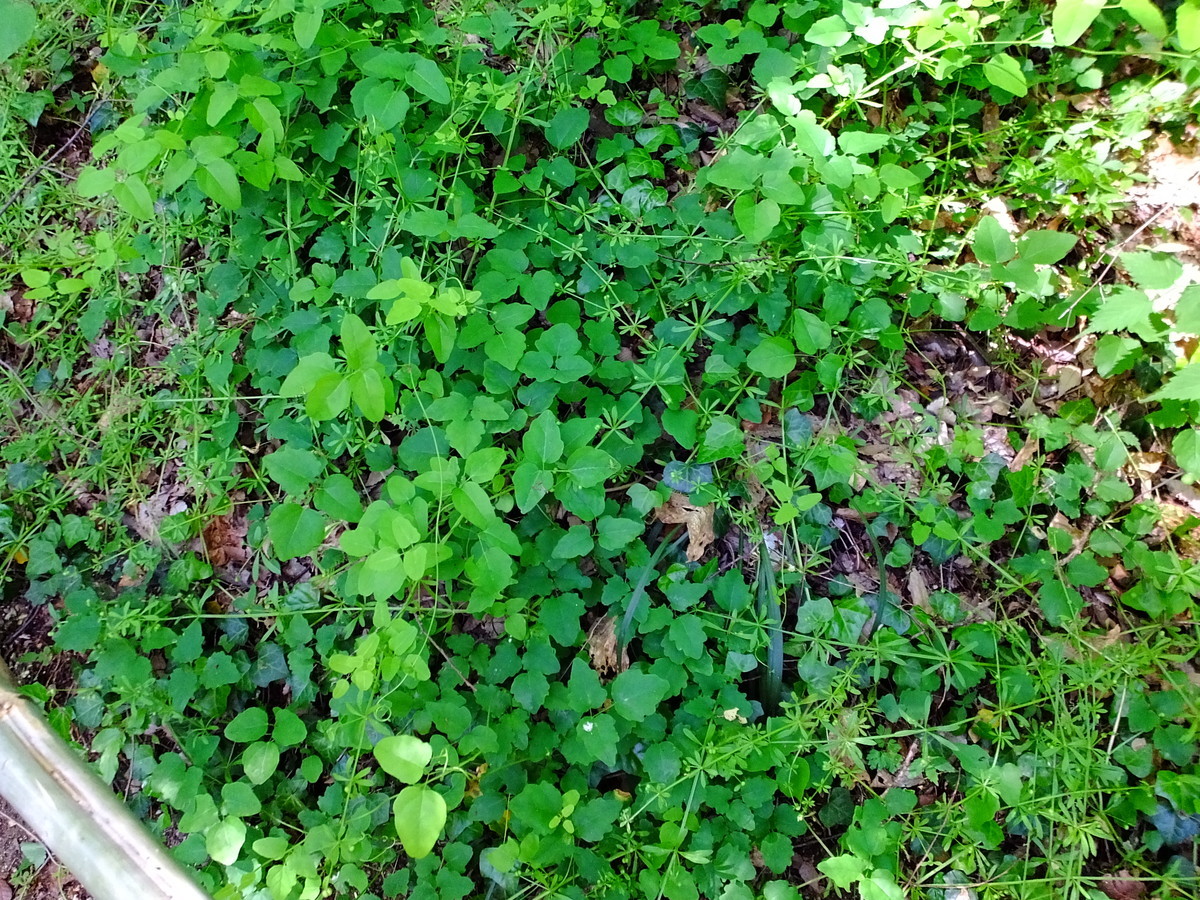 f:id:kanjuku107:20200514200541j:plain