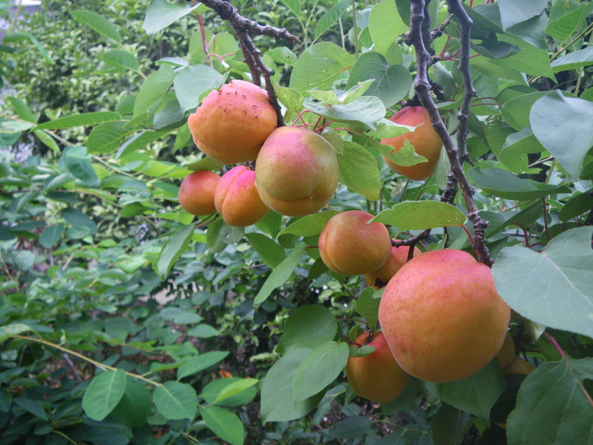 f:id:kanjuku107:20200709202145j:plain f:id:kanjuku107:20200709202145j:plain