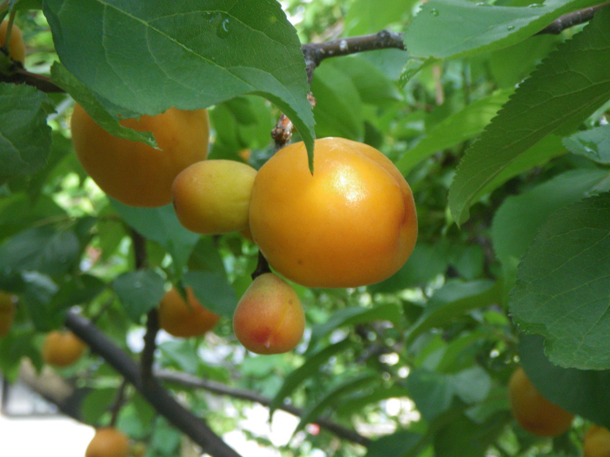 f:id:kanjuku107:20200709202256j:plain f:id:kanjuku107:20200709202256j:plain