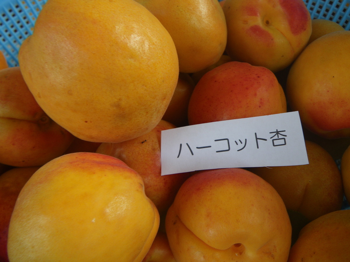 f:id:kanjuku107:20200709202521j:plain f:id:kanjuku107:20200709202521j:plain