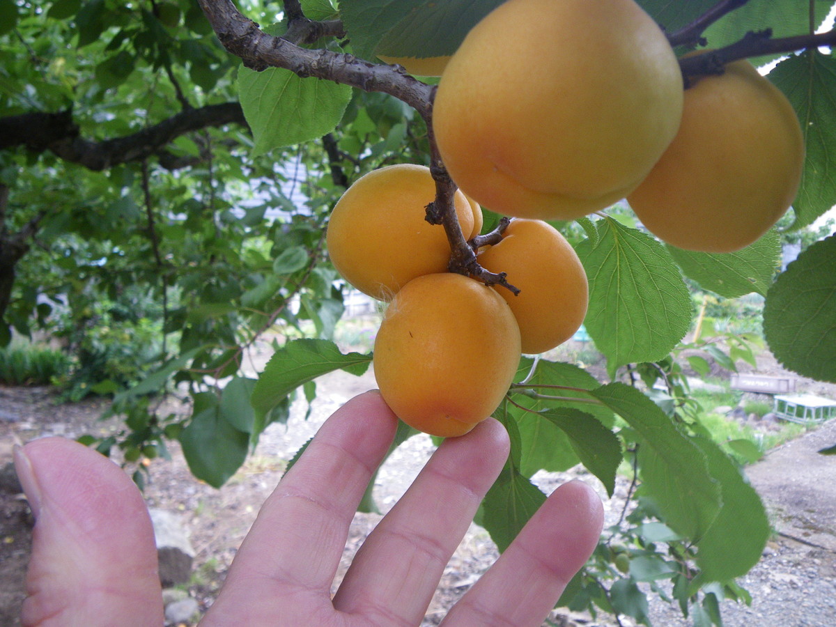 f:id:kanjuku107:20200709202636j:plain f:id:kanjuku107:20200709202636j:plain