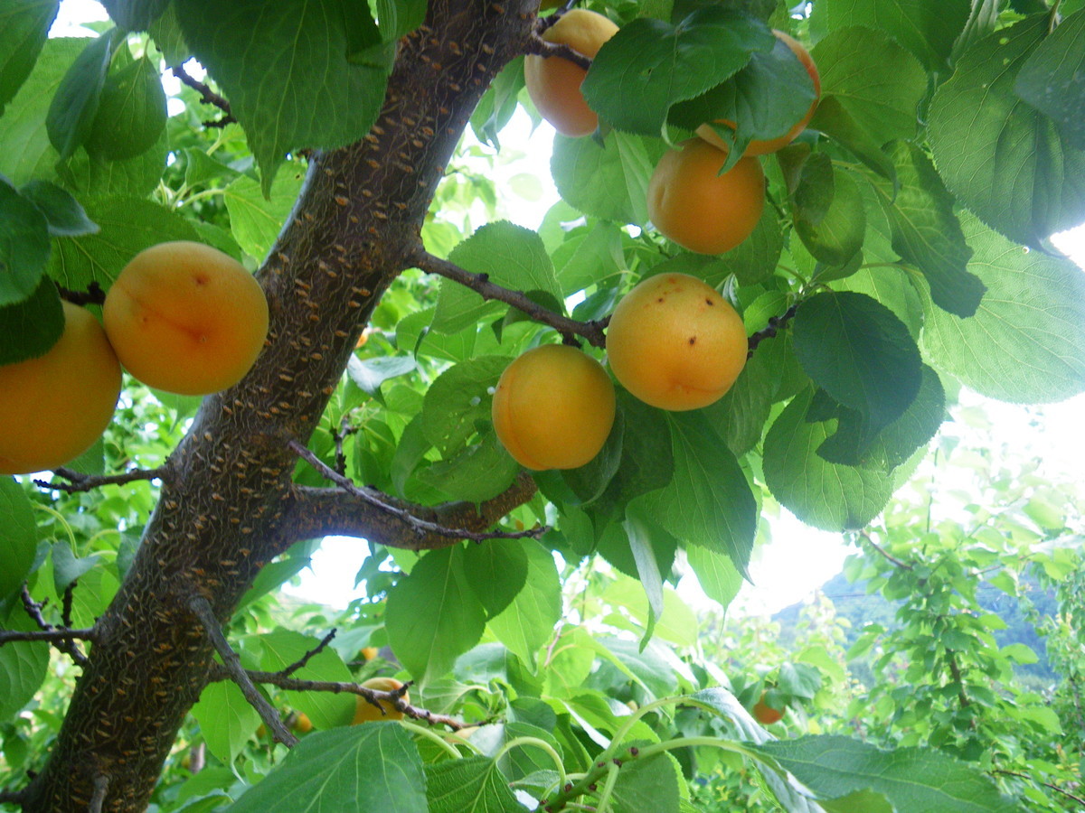 f:id:kanjuku107:20200709203540j:plain f:id:kanjuku107:20200709203540j:plain