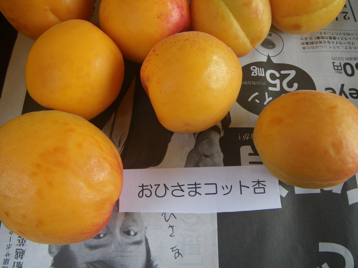 f:id:kanjuku107:20200709204106j:plain f:id:kanjuku107:20200709204106j:plain