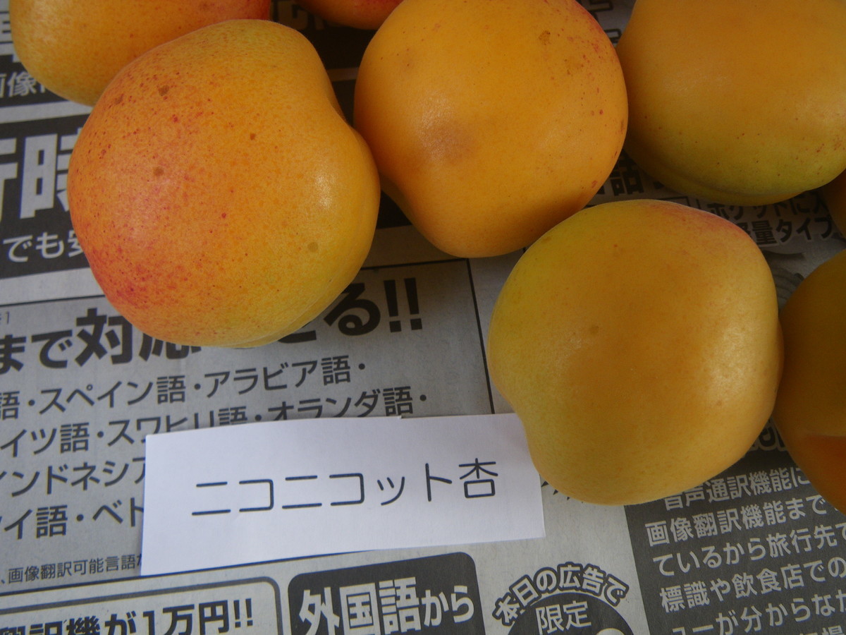 f:id:kanjuku107:20200709204220j:plain f:id:kanjuku107:20200709204220j:plain