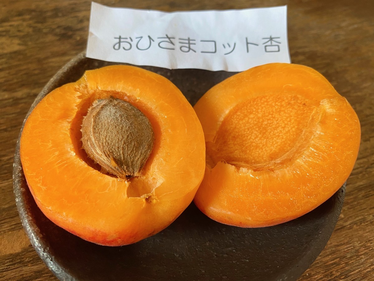 f:id:kanjuku107:20200709205917j:plain f:id:kanjuku107:20200709205917j:plain