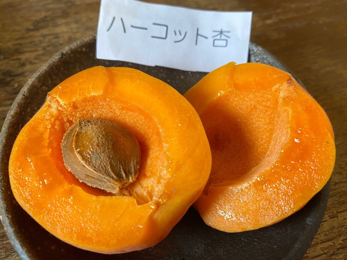 f:id:kanjuku107:20200709210025j:plain f:id:kanjuku107:20200709210025j:plain